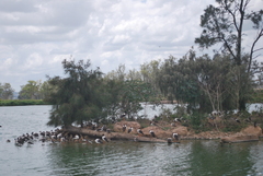 Anseranas semipalmata