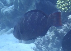 Scarus fuscopurpureus