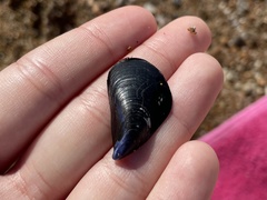 Mytilus galloprovincialis