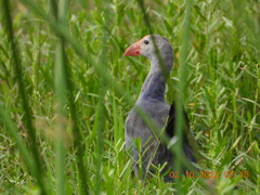 Porphyrio poliocephalus