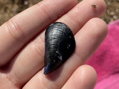 Mytilus galloprovincialis