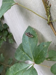 Nomophilini