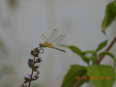 Trithemis pallidinervis