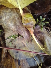 Pemphigus spyrothecae