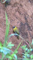 Caryothraustes poliogaster