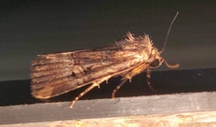 Elaphria chalcedonia