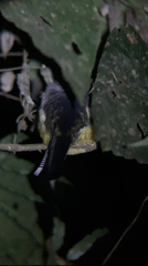Trogon rufus