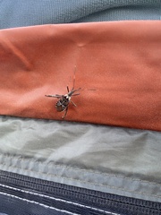 Leptoglossus occidentalis