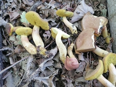 Hortiboletus engelii