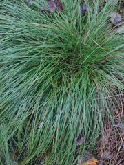 Carex virgata