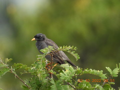 Acridotheres fuscus