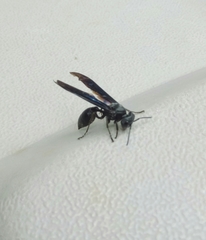 Synoeca septentrionalis
