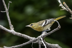 Icterus galbula