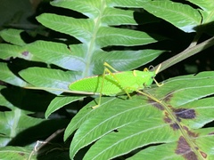 Copiphora rhinoceros