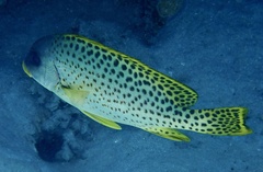 Plectorhinchus gaterinus