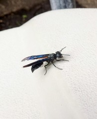 Synoeca septentrionalis