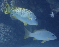 Plectorhinchus gaterinus