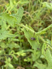 Leiobunum bimaculatum