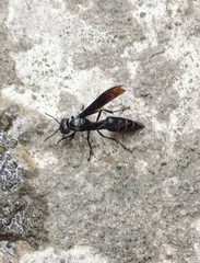 Synoeca septentrionalis