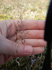 Arctagrostis latifolia