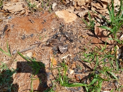 Caprimulgidae