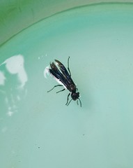 Synoeca septentrionalis