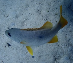Lutjanus monostigma