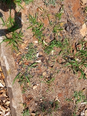 Caprimulgidae