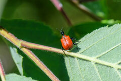 Apoderus coryli