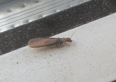 Kalotermes flavicollis