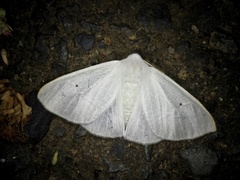 Arctornis kumatai