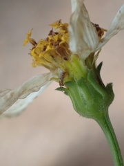 Campiglossa sororcula