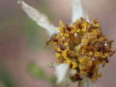 Campiglossa sororcula