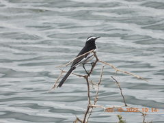 Motacilla maderaspatensis