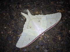 Actias aliena aliena