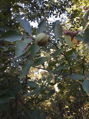 Carya texana