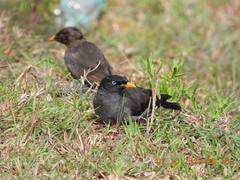 Acridotheres fuscus