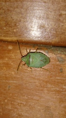 Chlorocoris rufopictus