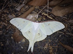 Actias aliena aliena