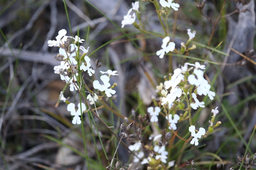 Image of milkmaids triggerplant by (c) Hugo Innes, some rights reserved (CC BY)