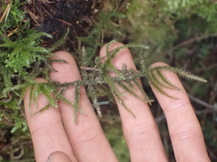 Rhytidiadelphus loreus