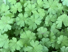 Geranium molle