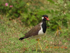 Vanellus indicus