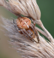 Araneus diadematus