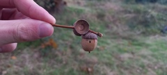 Curculio glandium