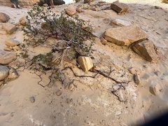 Arctostaphylos pungens