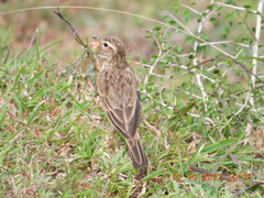Anthus rufulus