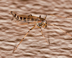 Chironomidae