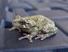 Hyla chrysoscelis