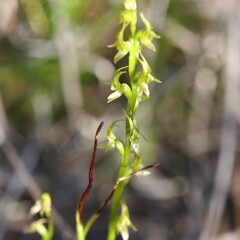 Prasophyllum gracile